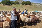 برگزاری اردوی جهادی دامپزشکی در مناطق عشایری و دور افتاده شهرستان درگز 